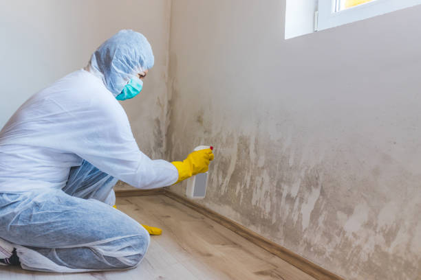 Licensed Mold Remediation service in Barrington, IL - WQB Mold Removal